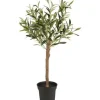 Ib Laursen - Oliivipuu S h75cm